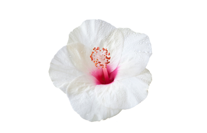 Hibiscus - Extrait végétal bio